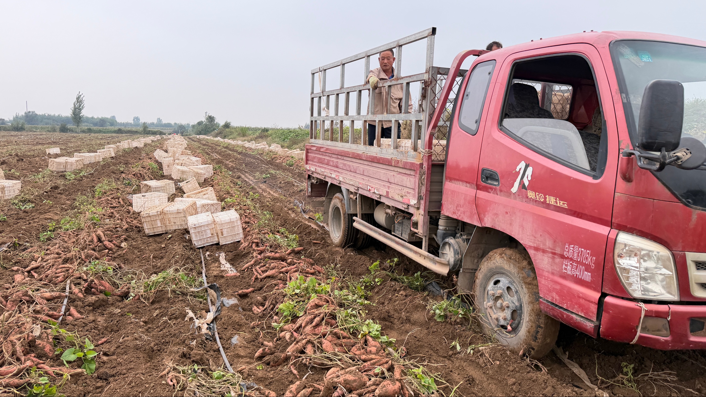 河北蠡县:红薯喜获丰收 产业链赋能乡村振兴_fororder_0004