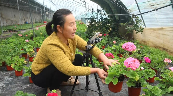 遵化:“指尖经济”铺就乡村振兴致富路_fororder_种植户在花卉大棚通过手机直播销售天竺葵 遵化市融媒体中心供图