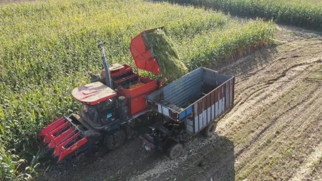 遵化:循环农业绘就生态富民新图景_fororder_玉米青贮收获机正开足马力高效作业。遵化市融媒体中心供图