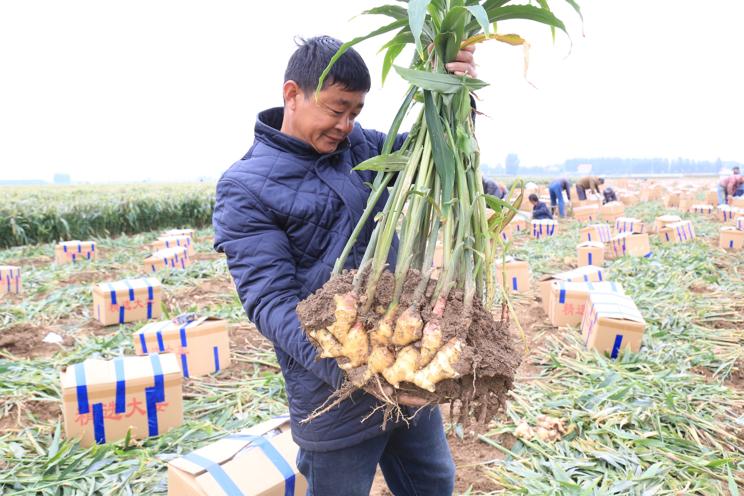 河北蠡县:生姜喜获丰收 合作社模式鼓起农民钱袋子_fororder_0001