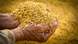 黑龙江：当好维护国家粮食安全“压舱石”_fororder_企业微信截图_17624777063960