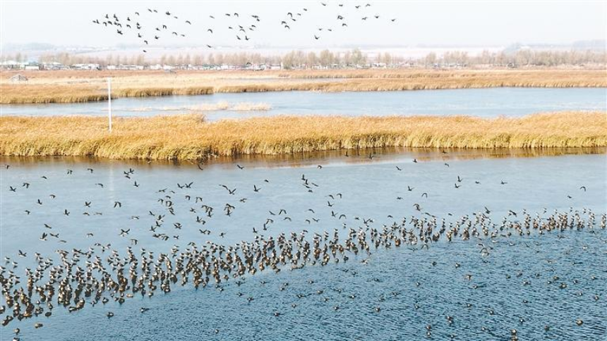 千鹤岛“候鸟驿站”暂归宁静