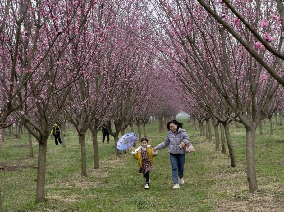【至陕至美】西安鄠邑:万株梅花竞相绽放_fororder_图片5