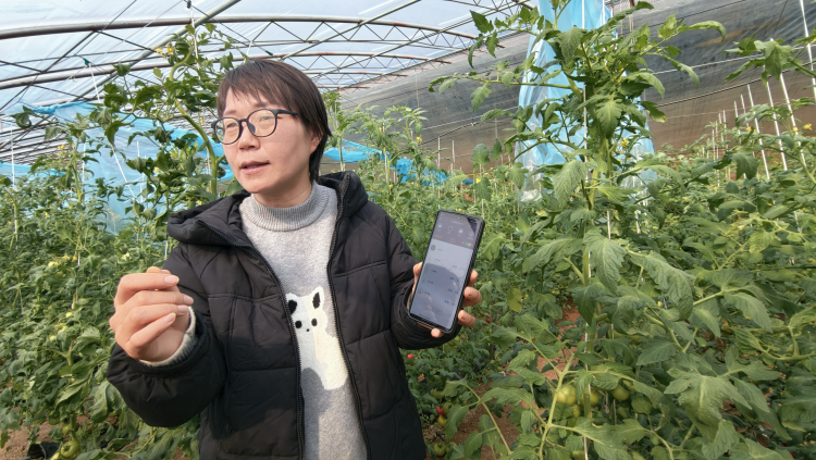 奋进渭南·智创未来|陕西大荔:设施农业订单旺 科技育苗促增收_fororder_图片 3