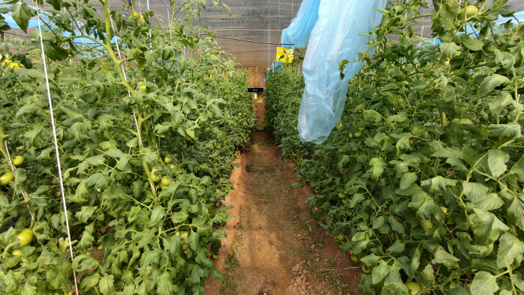 奋进渭南·智创未来|陕西大荔:设施农业订单旺 科技育苗促增收_fororder_图片 2