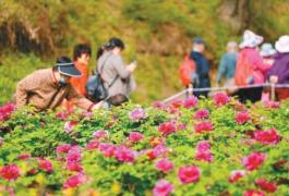 国色天香 春满秦岭 阿姑泉牡丹苑牡丹盛开等你赴约_fororder_微信图片_20260408085837_18478_261