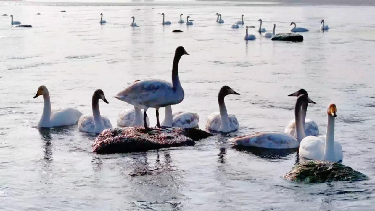 榆林府谷:候鸟逐年增多 生态稳中向好_fororder_图片1