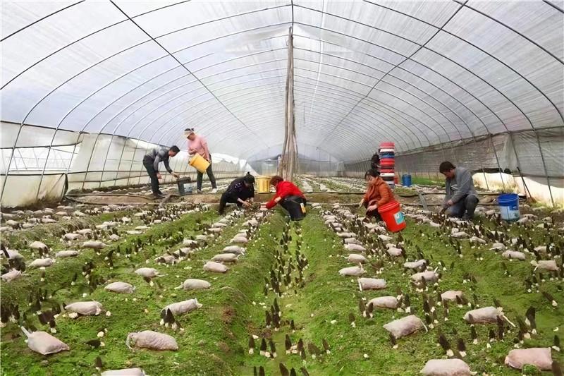 新春走基层 | 泥土里的新希望_fororder_微信图片_20260205154930_1154_356