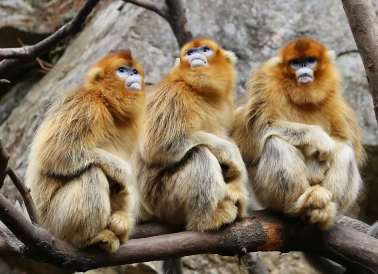 秦岭常青 西安人抬头可望的“诗与远方”_fororder_图片3