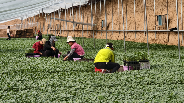 奋进渭南·智创未来|陕西大荔:设施农业订单旺 科技育苗促增收_fororder_图片 1