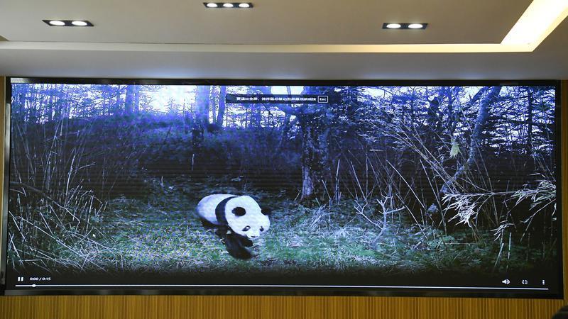 世间最动人的相遇 秦岭深处邂逅野生大熊猫