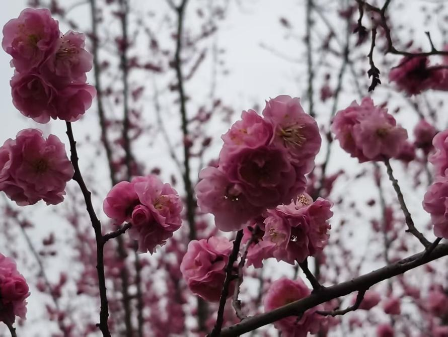 【至陕至美】西安鄠邑:万株梅花竞相绽放_fororder_图片8