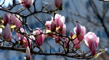 春光爛漫 繁花似錦