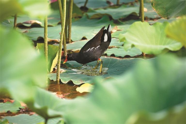 151种鸟类安家西安浐灞国家湿地公园 11年守护筑就“鸟类天堂” 151种鸟类安家西安浐灞国家湿地公园 11年守护筑就“鸟类天堂”_fororder_图片3