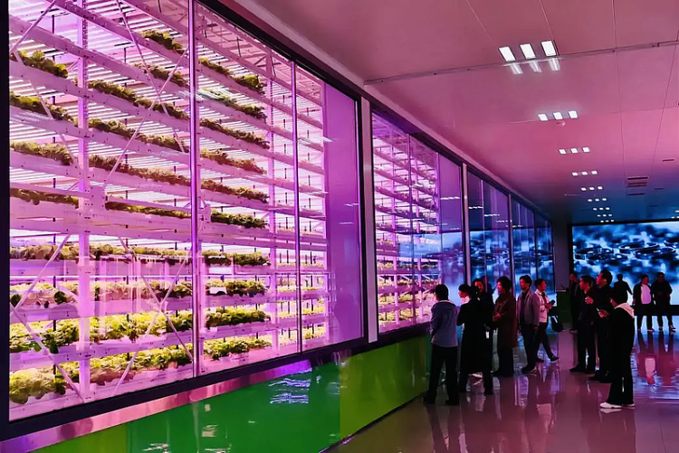 【自贸声音】外资企业在陕发展加速度 杨凌“双区”优势绘就农业开放新图景_fororder_图片4