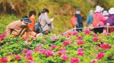 國色天香 春滿秦嶺 阿姑泉牡丹苑牡丹盛開等你赴約