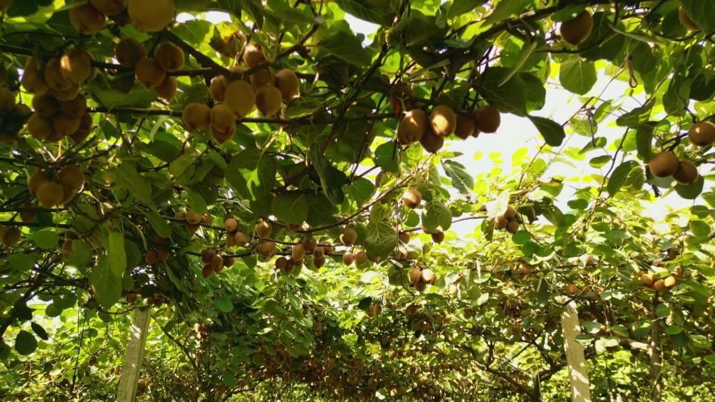 鄠邑区1.2万亩猕猴桃陆续上市