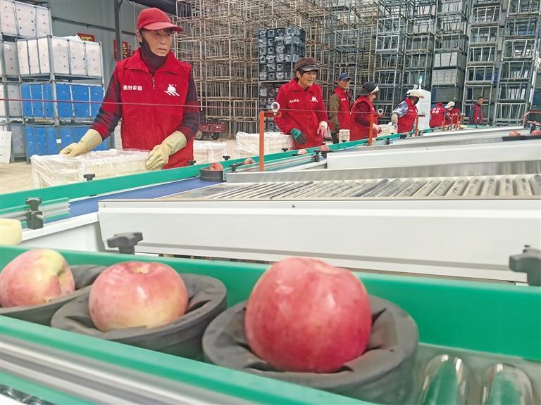 “智慧种植”让陕西苹果始终“技高一筹”_fororder_微信图片_20251106090324_736_356
