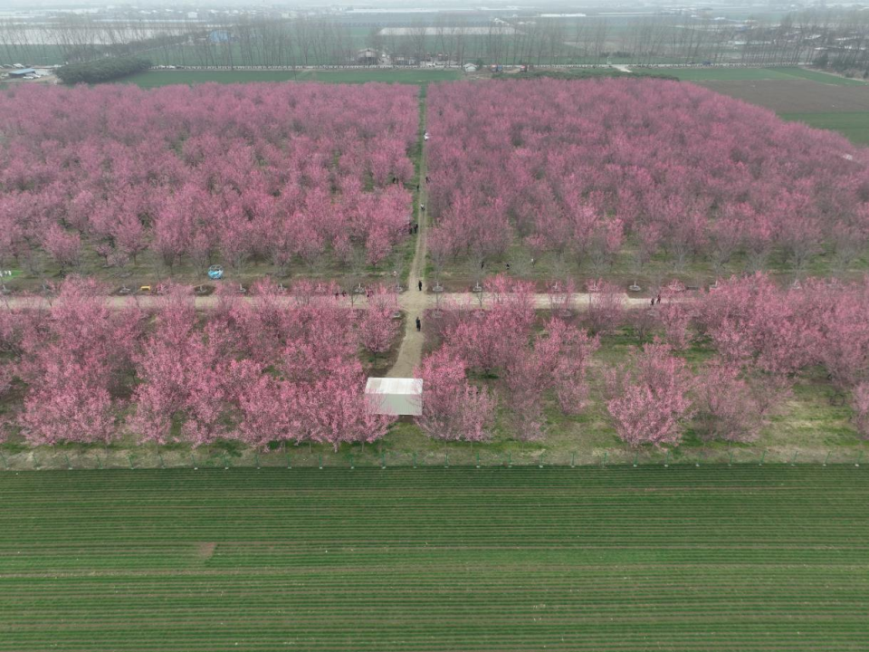 【至陕至美】西安鄠邑:万株梅花竞相绽放_fororder_图片1