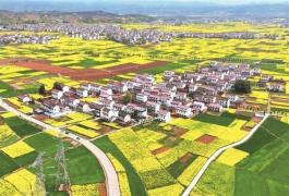 油菜花海迎客来_fororder_微信图片_20260320085916_1465_356