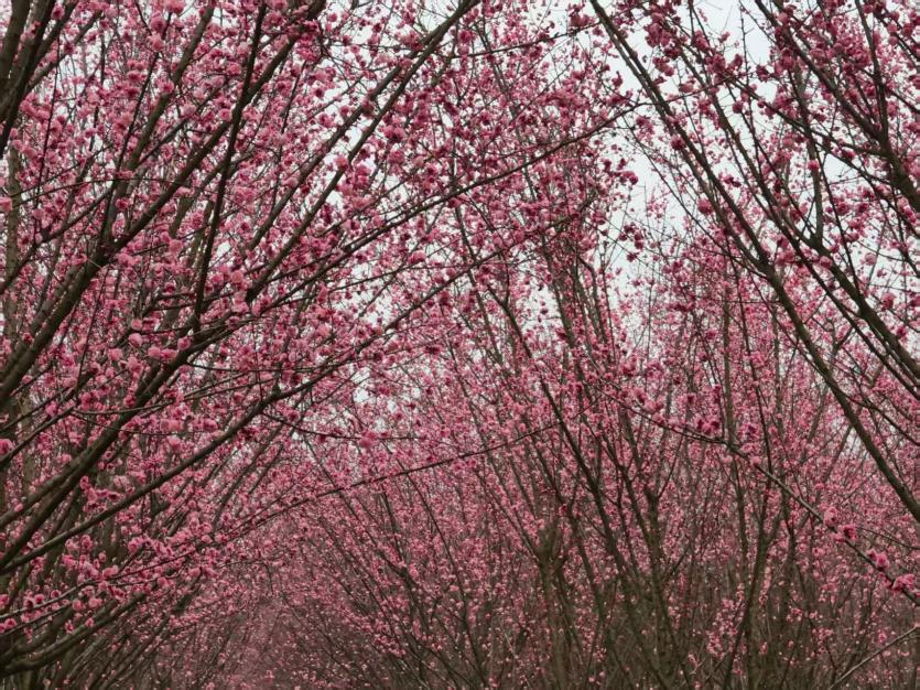 【至陕至美】西安鄠邑:万株梅花竞相绽放_fororder_图片3