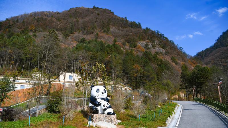 世间最动人的相遇 秦岭深处邂逅野生大熊猫