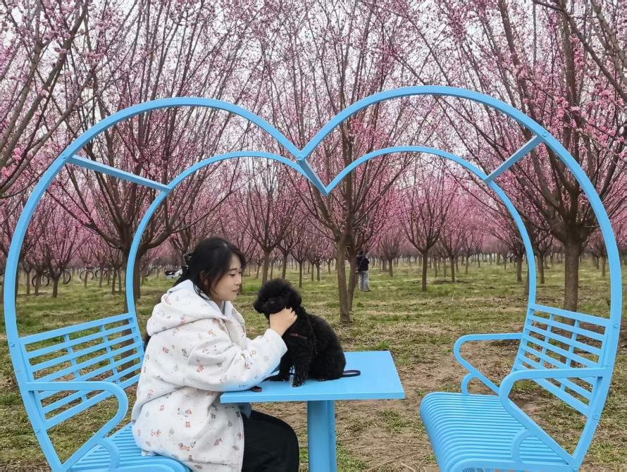 【至陕至美】西安鄠邑:万株梅花竞相绽放_fororder_图片6