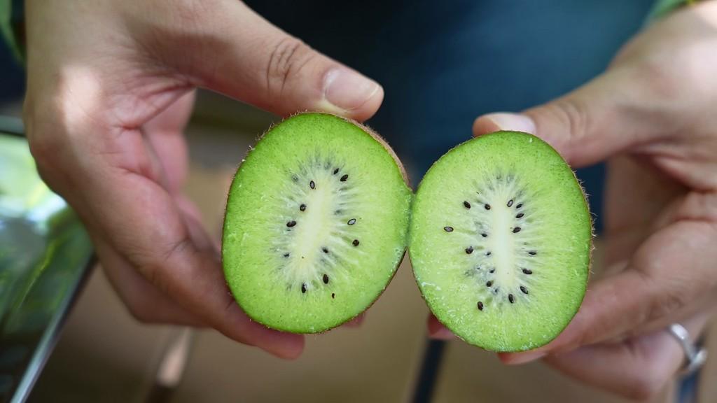 鄠邑区1.2万亩猕猴桃陆续上市