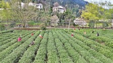 陕南春茶全面开采