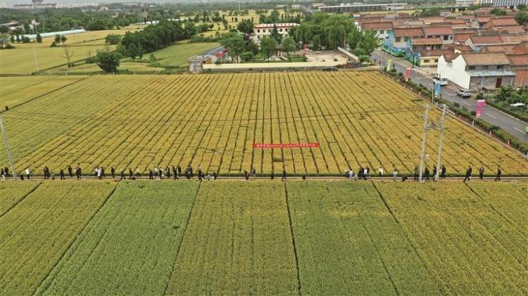 杨凌良种撒向全国_fororder_微信图片_20260602091504_1961_356