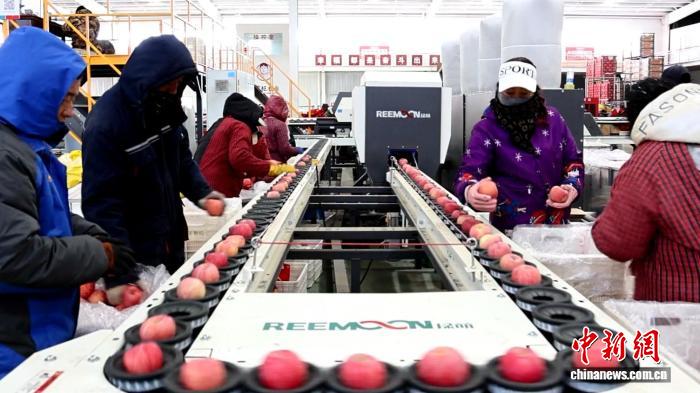 黄土高原上的“金果果” 何以“出海”又“飞天”?