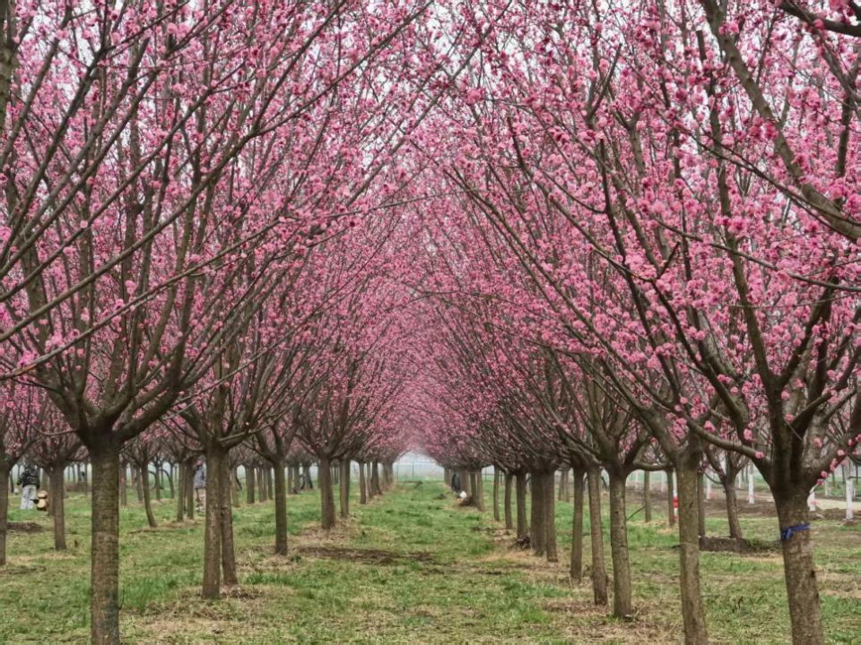 【至陕至美】西安鄠邑:万株梅花竞相绽放_fororder_图片2