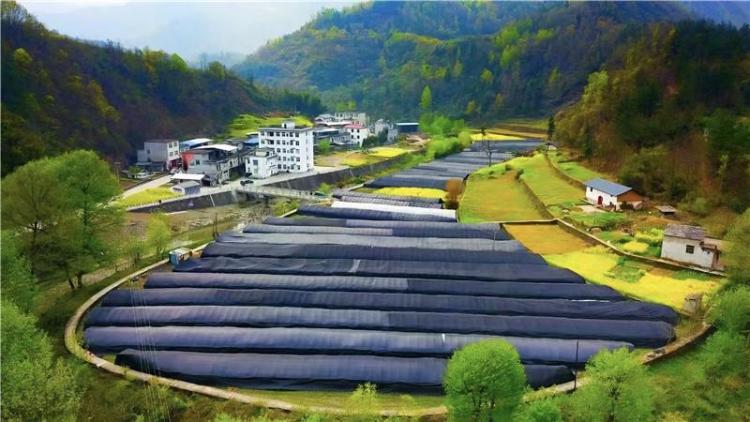 新春走基层 | 泥土里的新希望_fororder_微信图片_20260205154917_1152_356