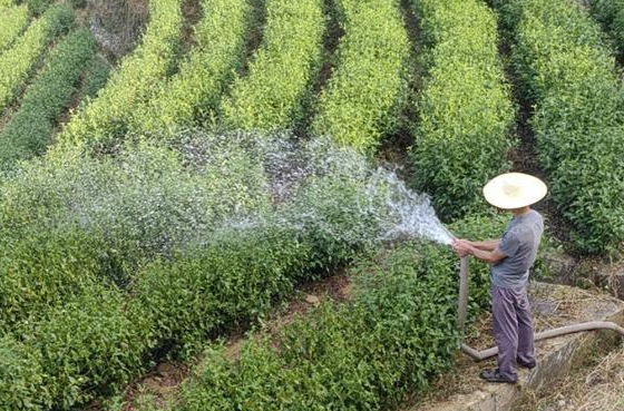 【“县”声夺人】秦巴深处赋新绿 安康焕古镇以“绿”生“金”的新茶经_fororder_d69312838f4349dca8d963a1ff1e300f