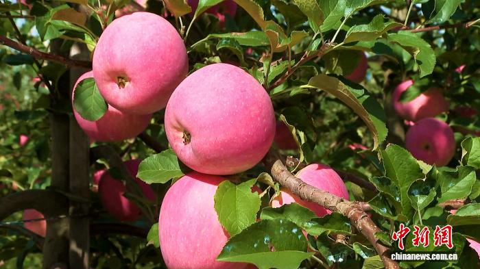 黄土高原上的“金果果” 何以“出海”又“飞天”?