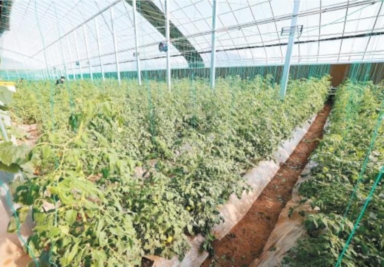 西安都市现代农业发展活力奔涌_fororder_微信图片_20260123091410_1052_356