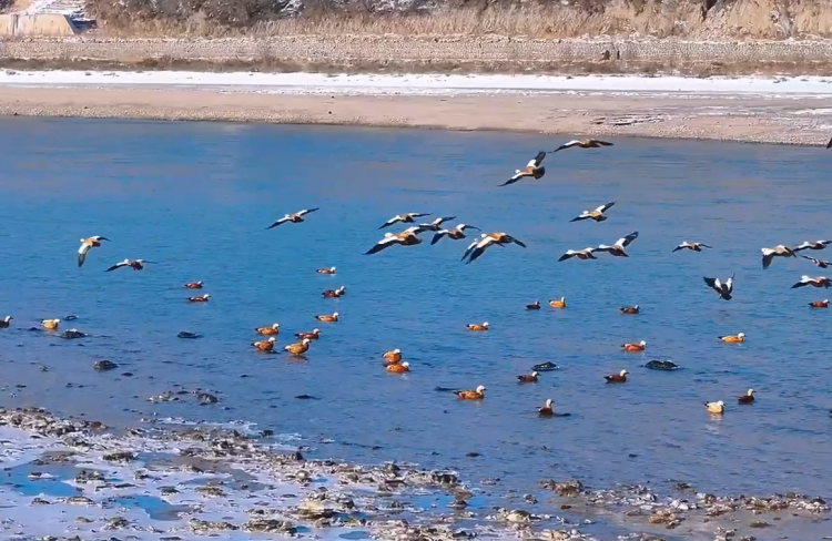 榆林府谷:打好污染防治攻坚战 绘就黄河“金三角”生态新图景_fororder_图片4
