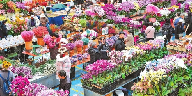 今年1至2月斗南花卉交易量超17亿枝