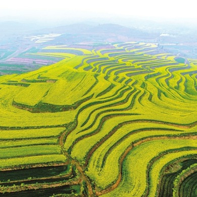 山西运城：油菜花开满梯田