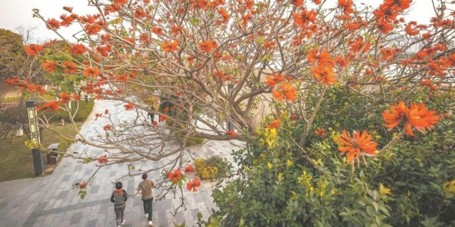 福建泉州：刺桐花开刺桐城