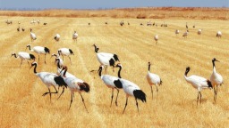 辽宁盘锦：鹤舞辽河口