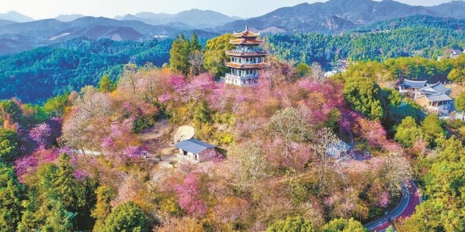 泉州德化：粉樱漫山开