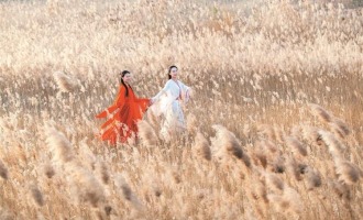 淄博高青：芦花飞雪 安澜诗画