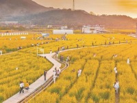 泉州永春：田园风光好 游人赏花忙