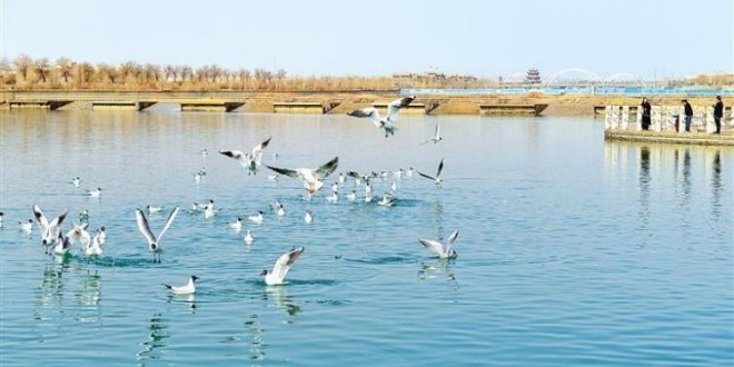 甘肃嘉峪关：候鸟飞临南湖讨赖河公园嬉戏觅食