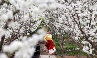 重庆：三峡李花迎客来 巫山曲尺春意浓