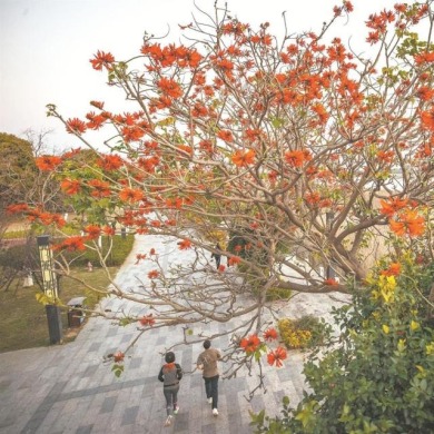 福建泉州：刺桐花开刺桐城