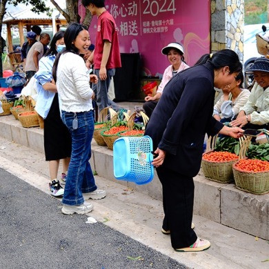 云南鲁甸：樱桃甜蜜上市 赴一场文旅之约