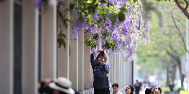 厦门：蓝花藤迎盛花期  “花瀑”绵延数十米