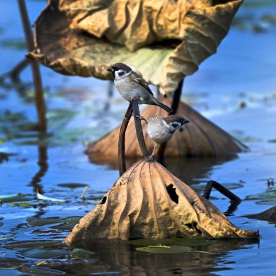 辽宁沈阳：“雀”跃荷塘